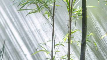 バンブースウィートルーム　中庭 / 3