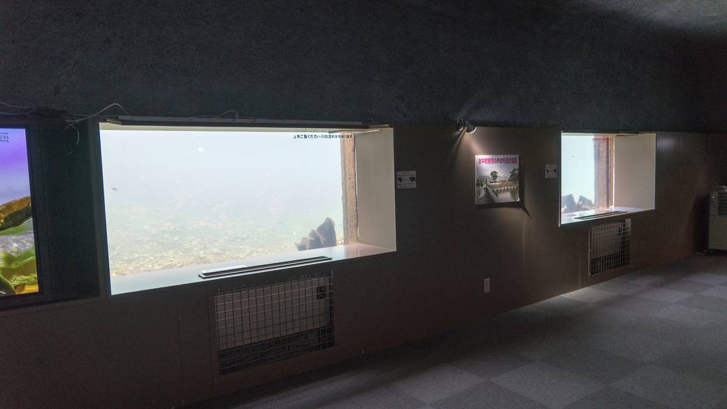 千歳水族館  水中観察ゾーン / 2