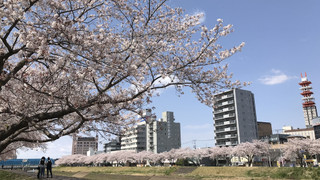 セミダブルルーム 禁煙