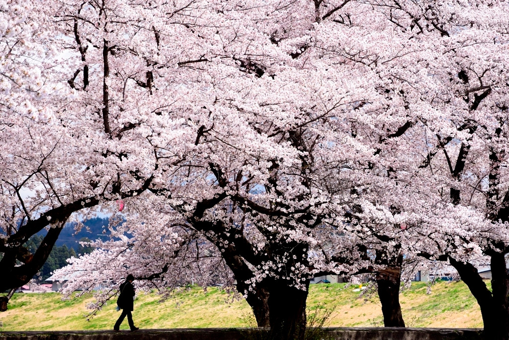 どこを見ても桜一色♪”桜のトンネル”1560223