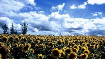 施設の敷地 / 13