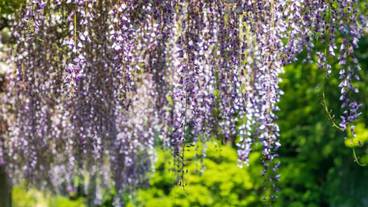 観光スポット / 12