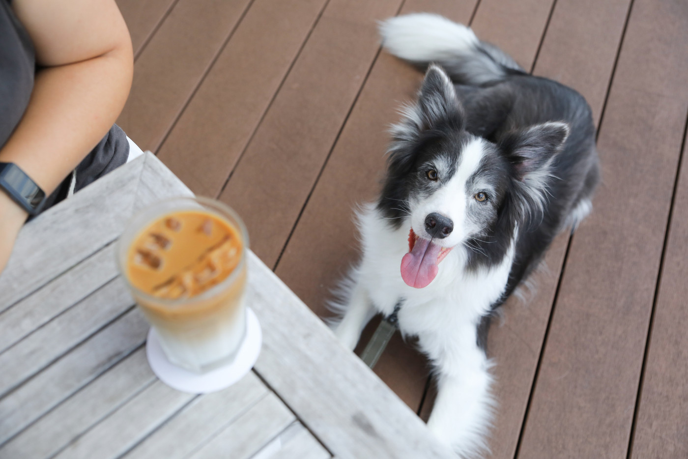 犬同伴可能なカフェテラスのテーブル下にいるボーダーコリー
