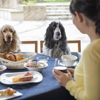 ステイウィズドッグアワード優秀賞！ワンクラス上のリゾートステイ3484698