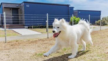 ペット用設備・サービス / 1