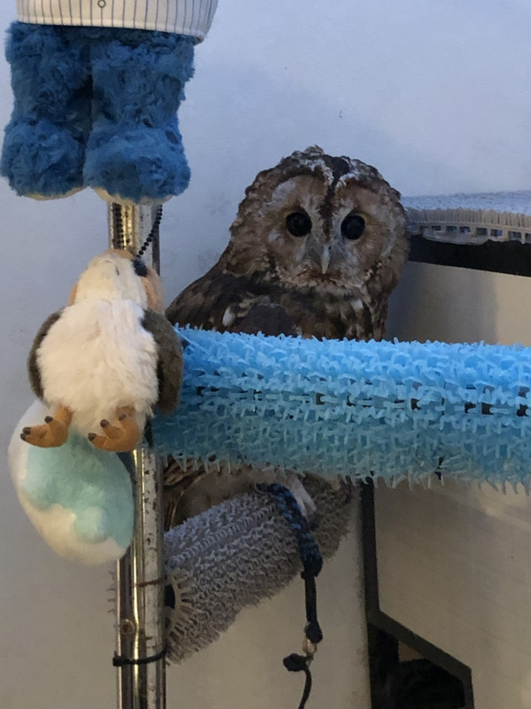 君がここのマスコットね！