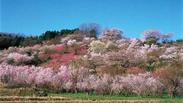 観光スポット / 11