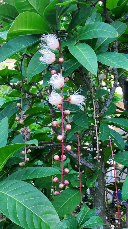 夕方のサガリバナ（ロビー脇の庭）