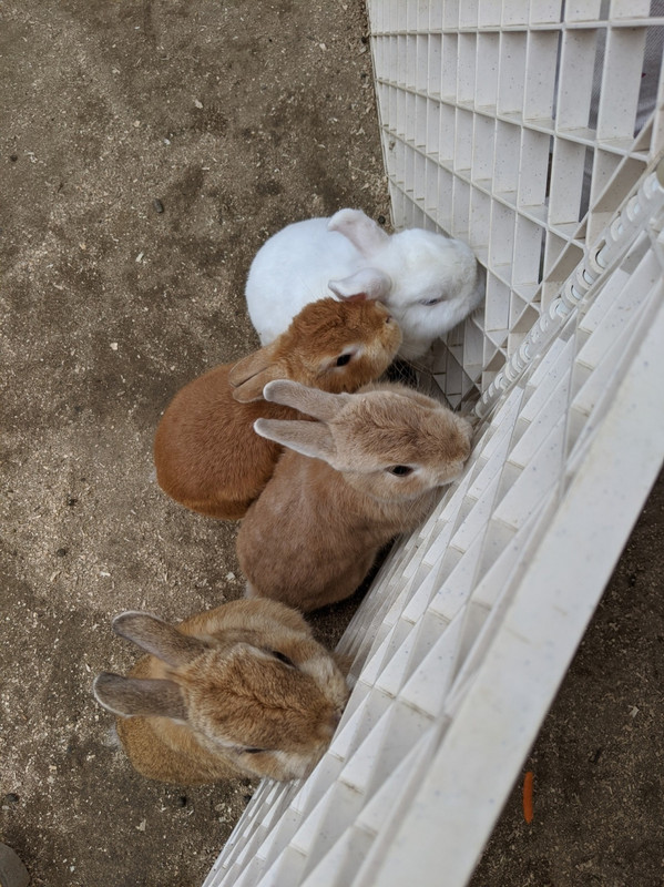 エサやりが出来ます。