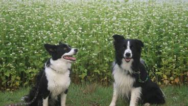 ペット同伴可 / 4