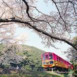 春風を感じてお花見へ♪嵯峨野トロッコ列車で保津峡の桜を見る旅