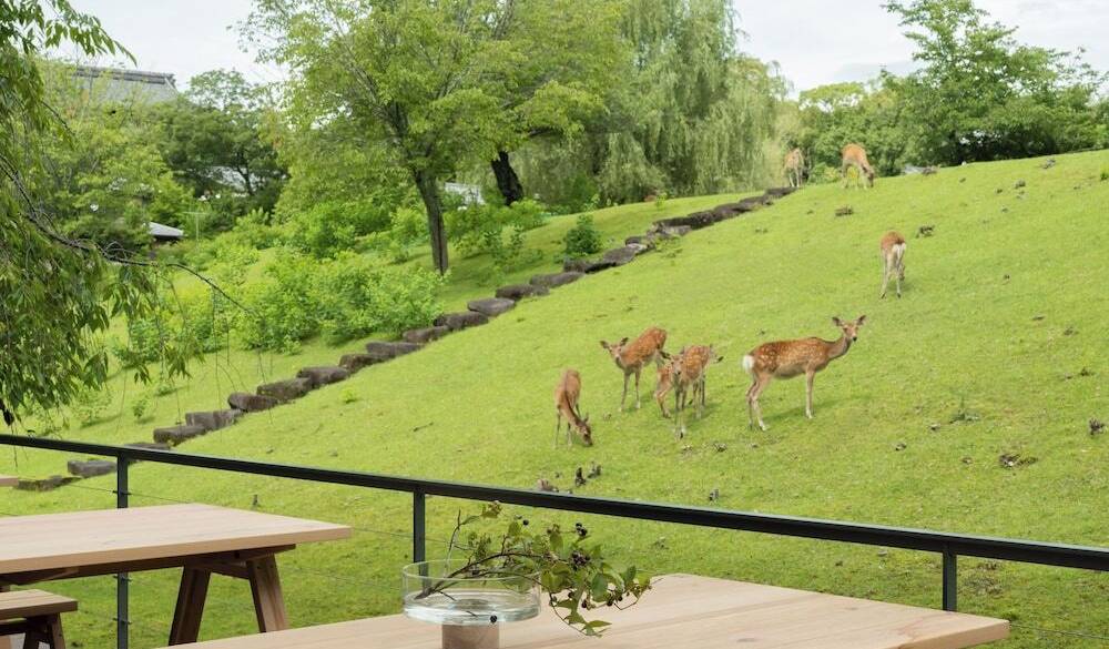 テラスの先に現れる鹿 / 2