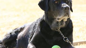 ペット同伴可 / 4