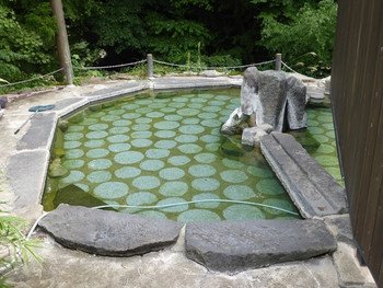 「湯季の郷 紫泉」 その他 41790383 露天風呂（男性用）