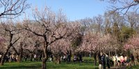 札幌・円山公園でお花見♪桜の下でジンギスカンを楽しもう