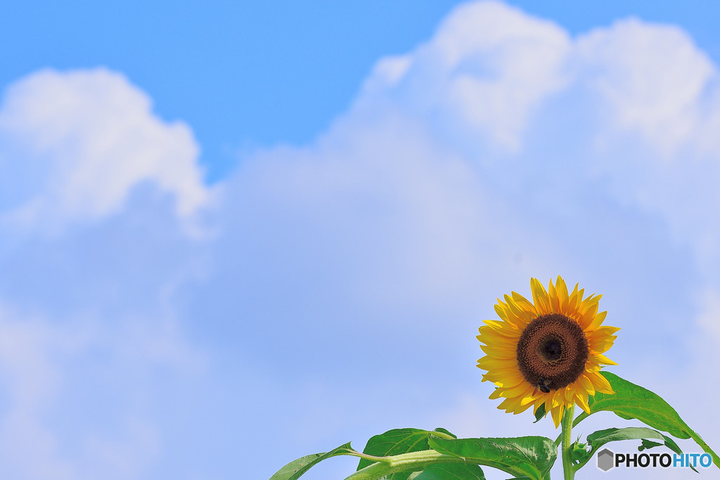 夏といえばひんやりスイーツ！1223851