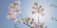 【2018年】長野の桜・映画『orange-オレンジ-』 ロケ地「弘法山」で珍しい花見!