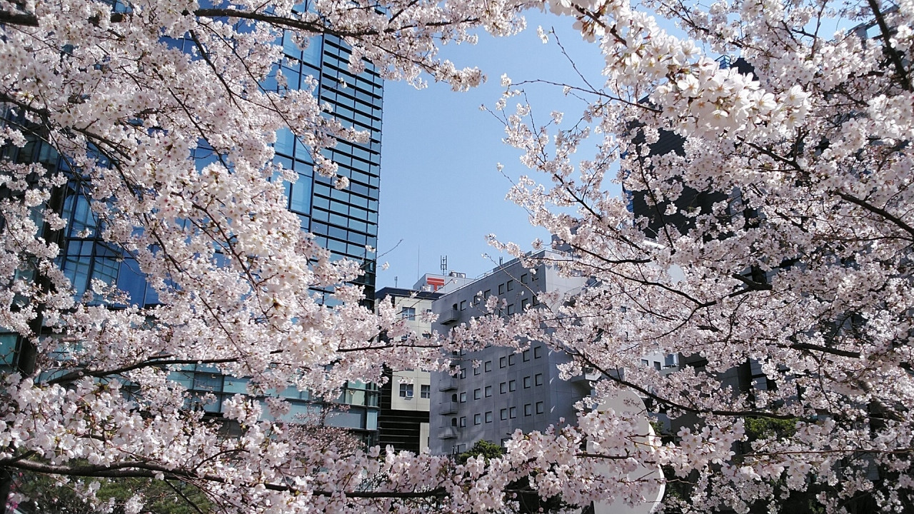 ホテル前の公園から中央がホテル