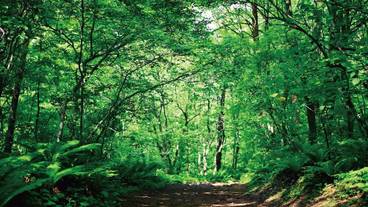 バーベキュー / ピクニック エリア / 29