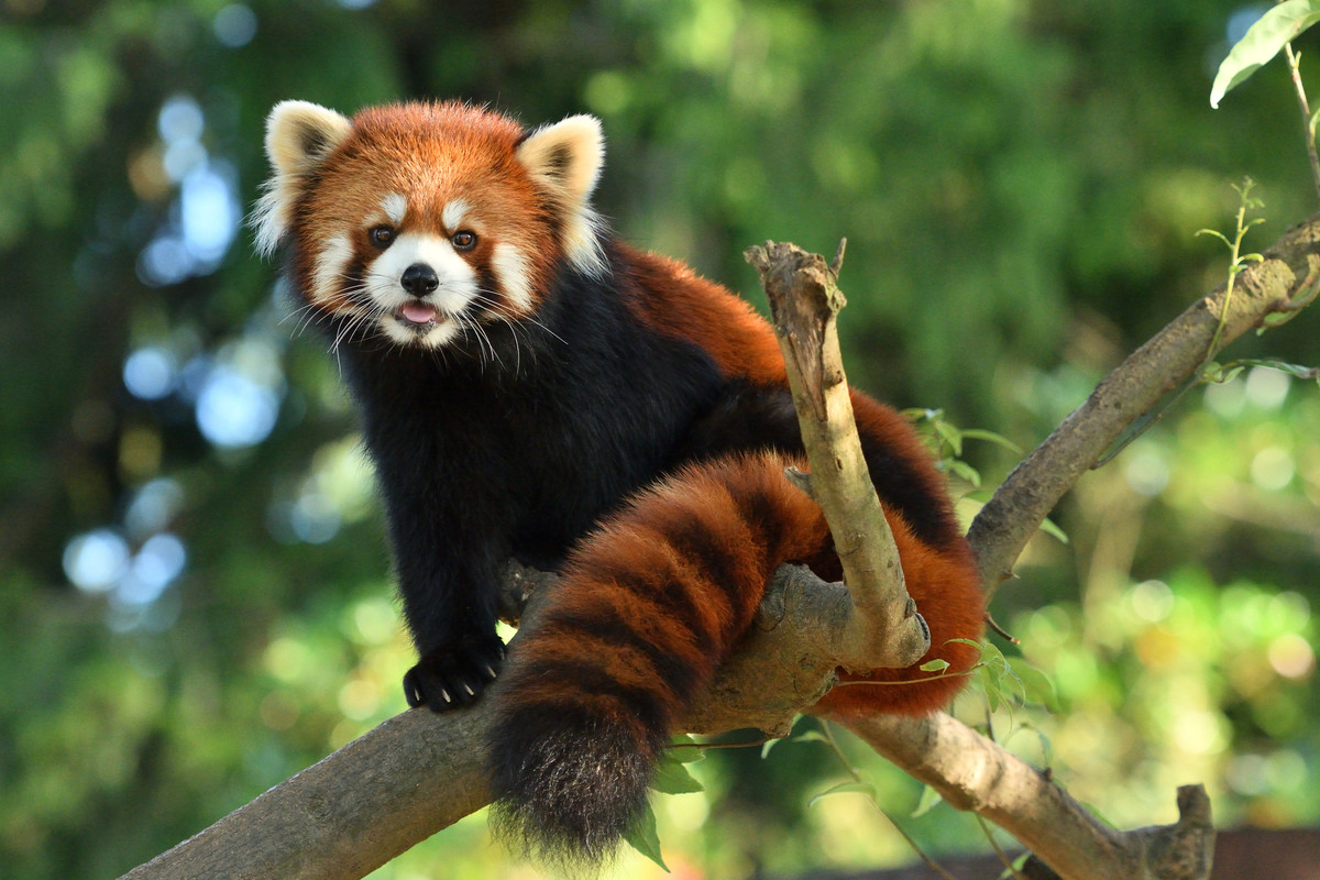 八木山動物公園