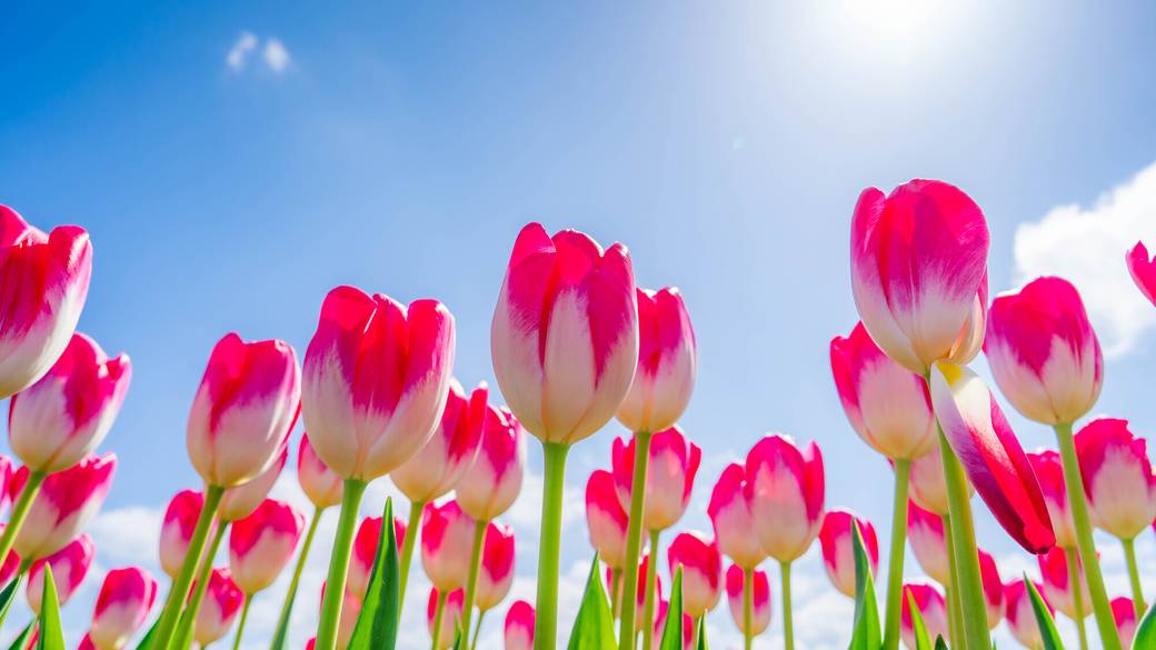 名物のチューリップ / 2