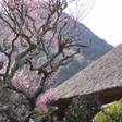 離れ家 石田屋