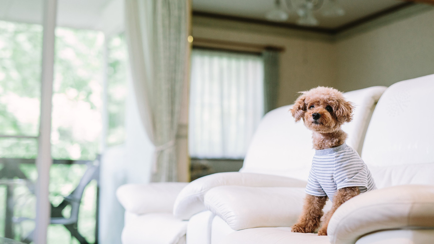 軽井沢はペットと一緒に泊まれるホテルが充実♪3926299