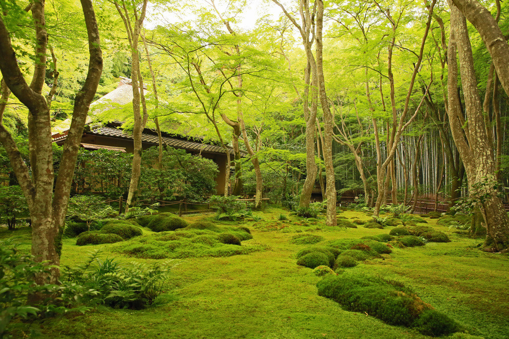 祇王寺（ぎおうじ）1584129