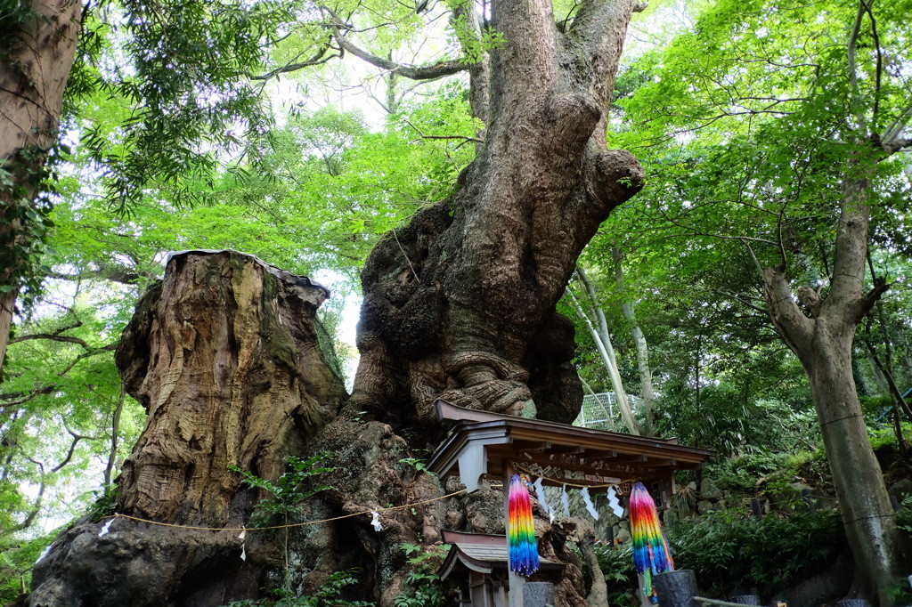 パワースポット「来宮神社」で元気をチャージ4771451