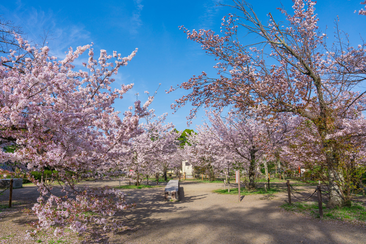 京都 円山公園の桜