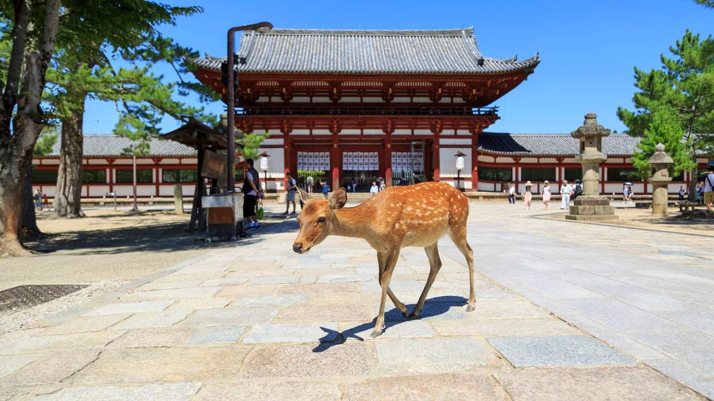 東大寺中門 / 1