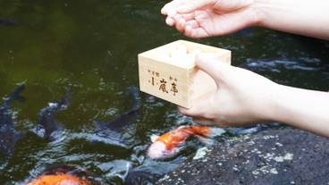 鯉のエサやり / 9