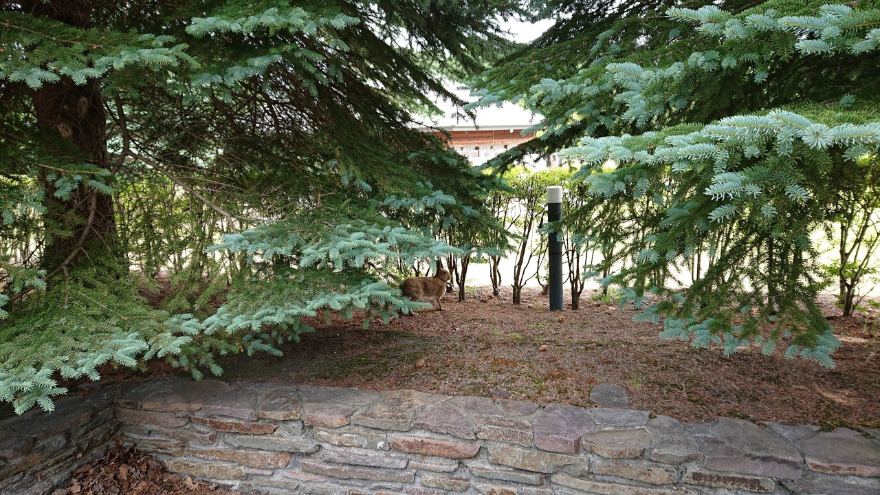 駐車場の周りを歩くだけで、ピーターラビット!?