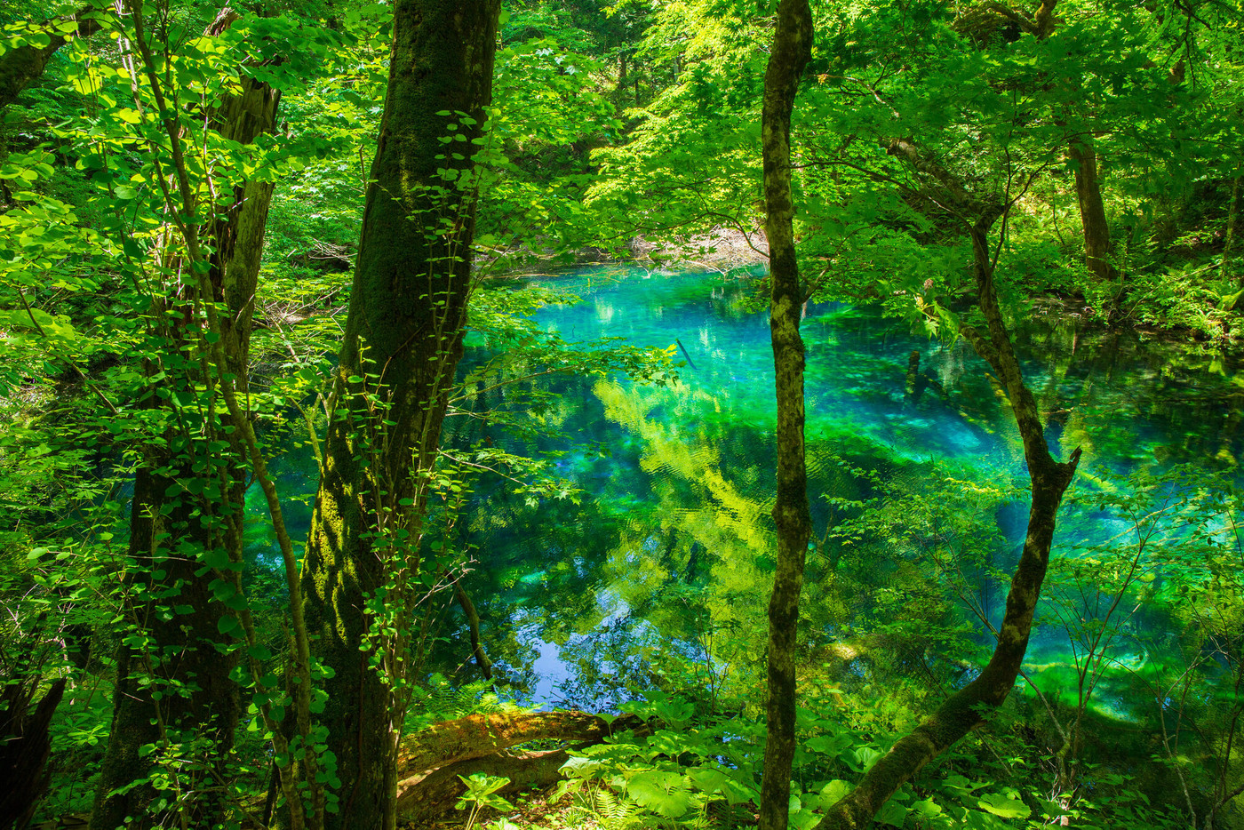世界遺産白神山地の初夏　新緑の十二湖　沸壺の池