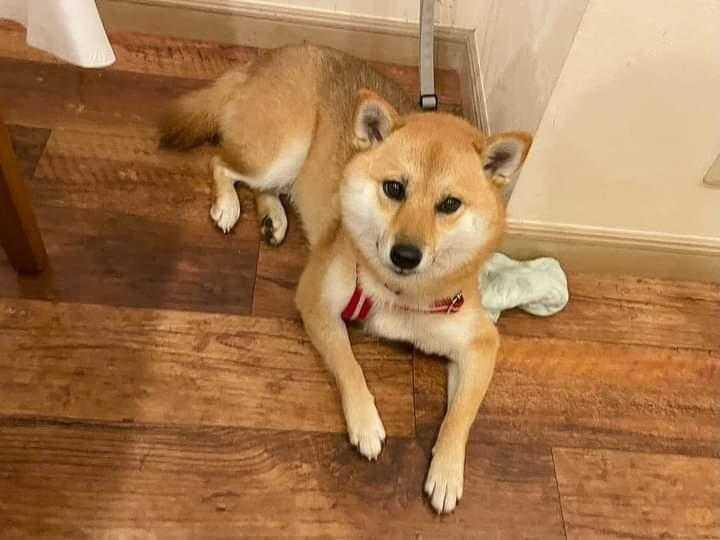 anzu.1120さんの写真 / 4