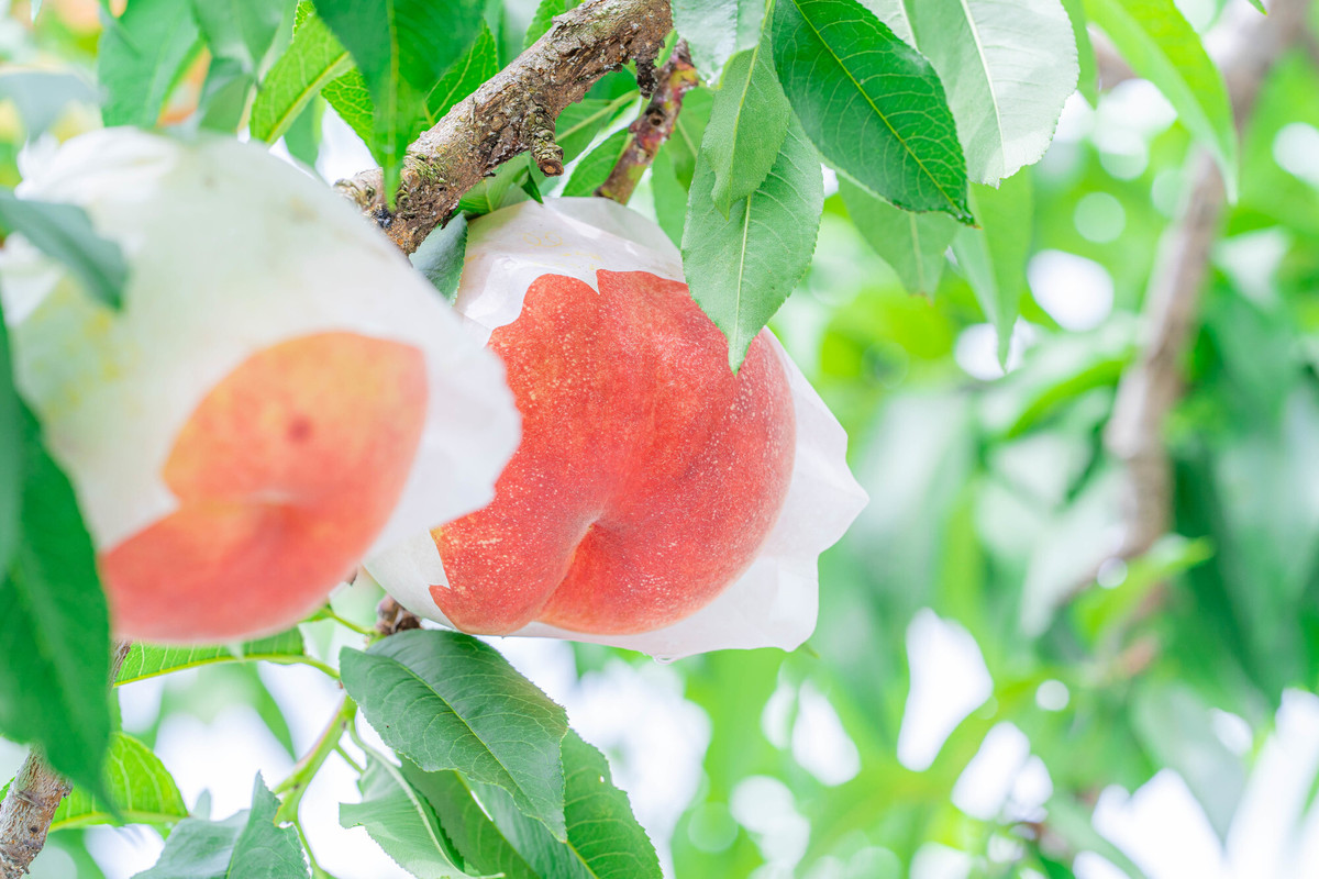 フルーツ公園　桃