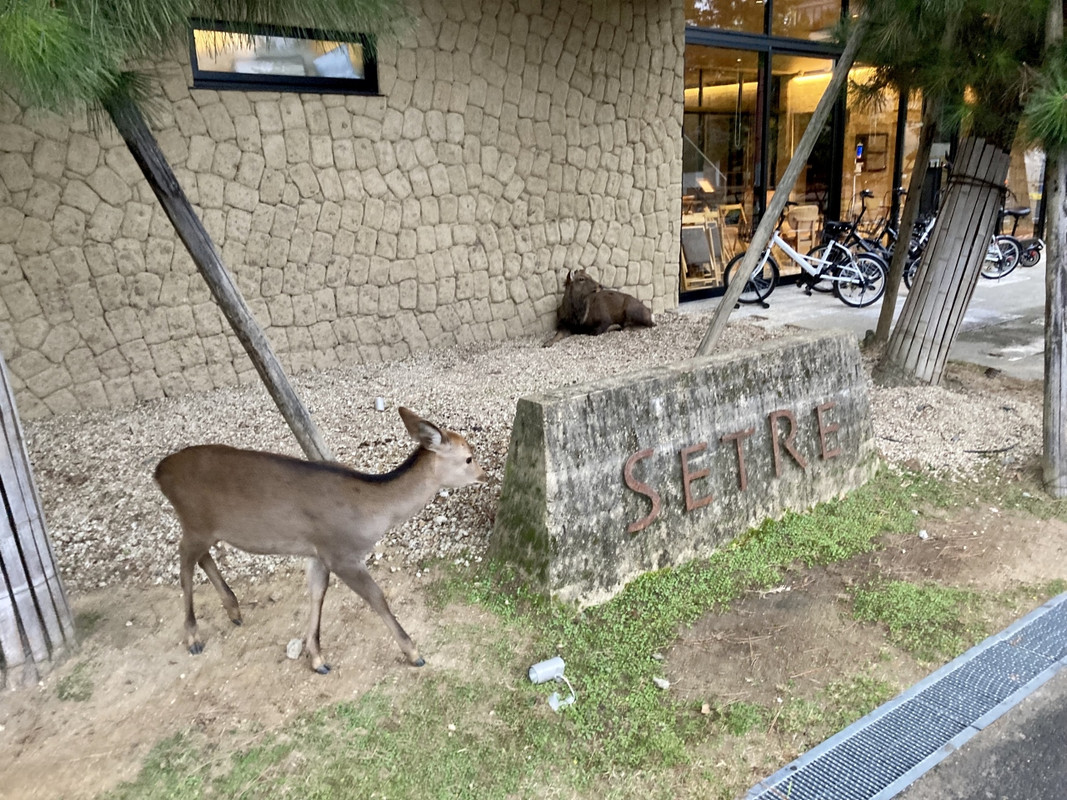 鹿さんがお出迎え