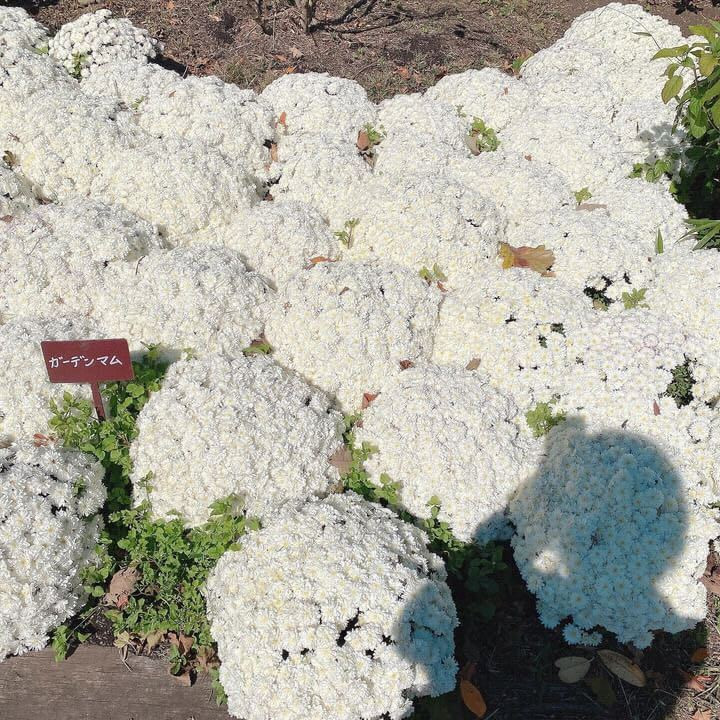 seablue.777さんの写真 / 2