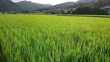 マウンテン ビュー / 30