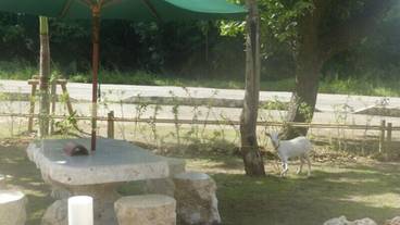 屋外ダイニングエリア / 11