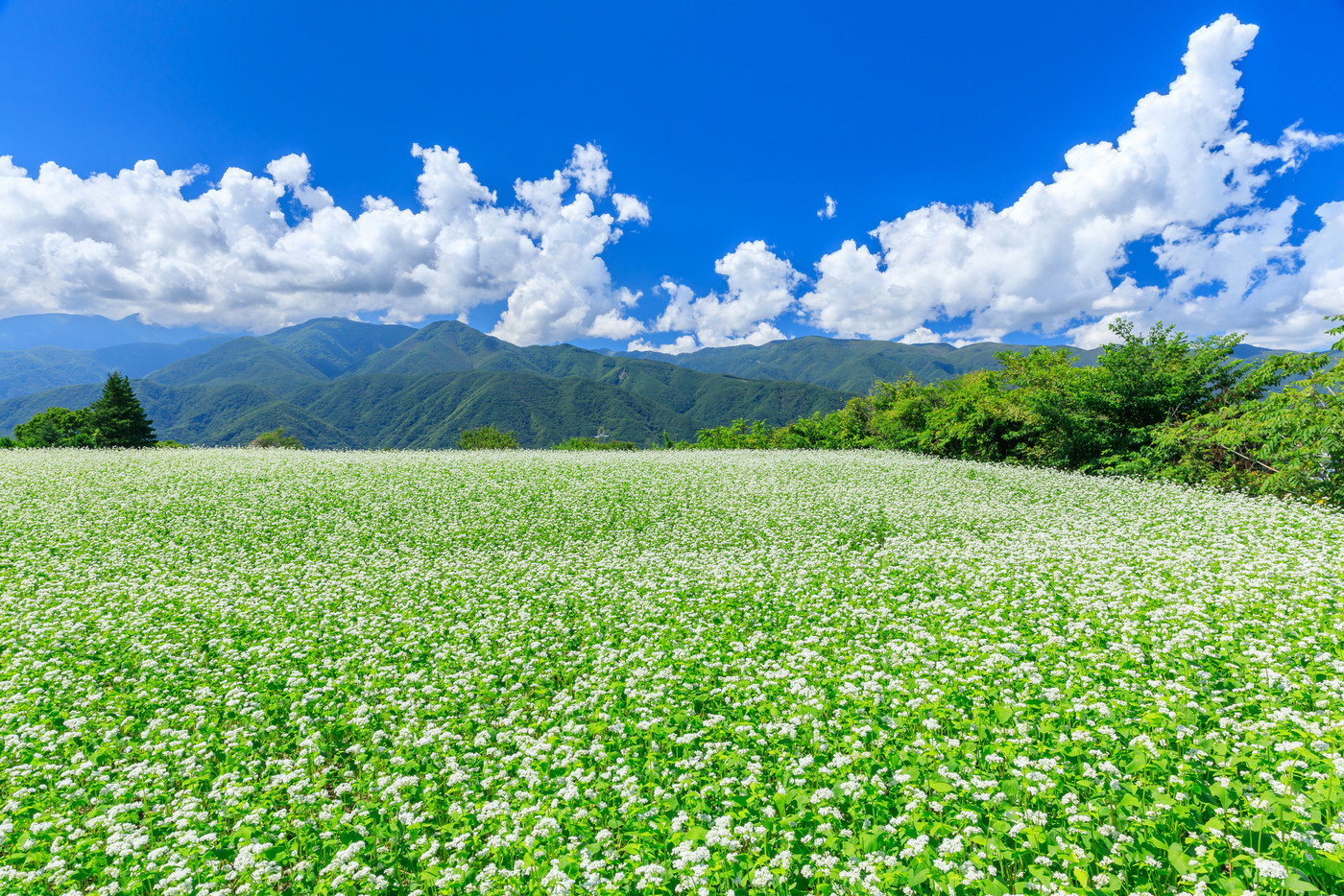 長野_秋晴れの空に咲くソバの花の絶景風景
