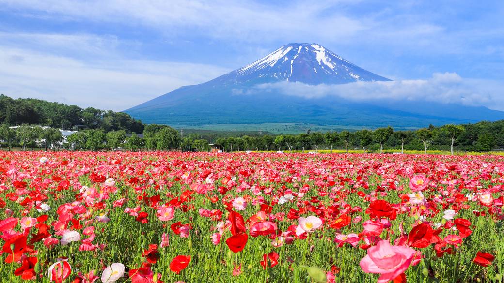 山中湖花の都公園 / 3