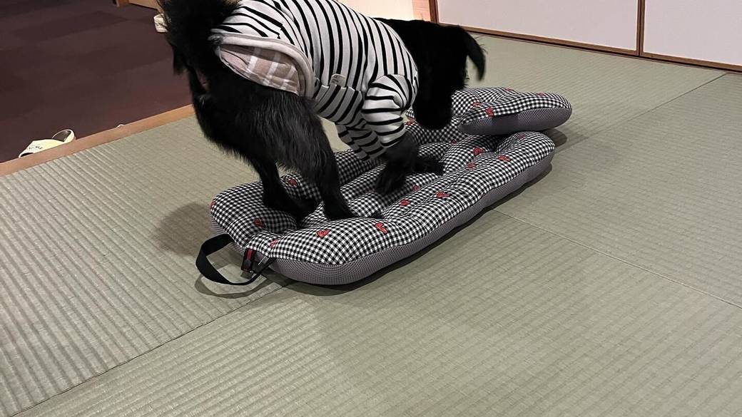 愛犬と一緒に
楽しんだ鳥羽の旅 / 3