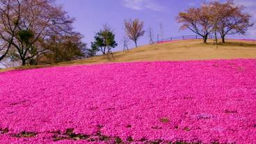 観光スポット / 5