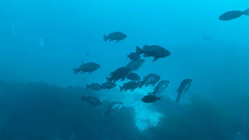 水深8mの海中を観察
「かつうら海中公園」 / 3