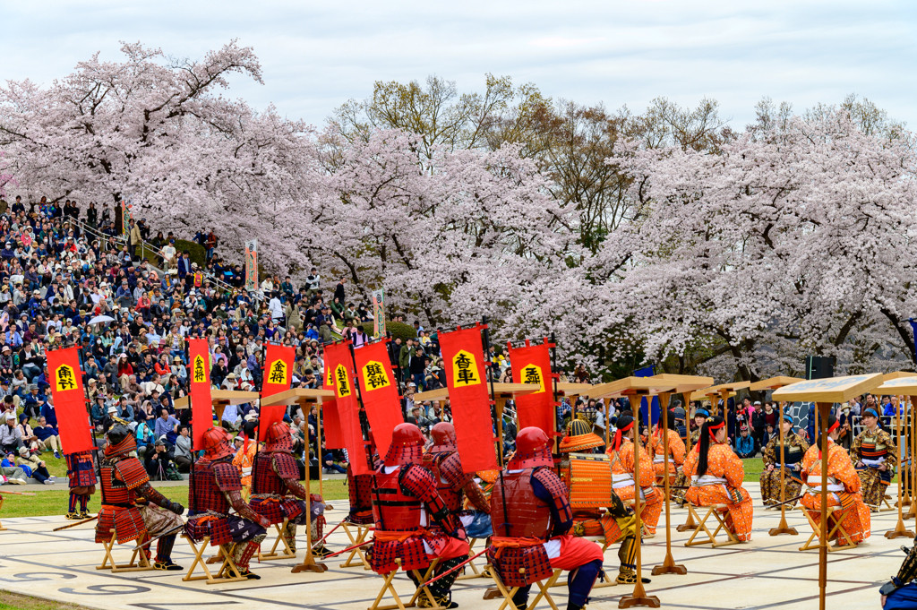 名物『天童桜まつり』で”人間将棋”観戦！2212808