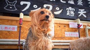 ペット同伴可 / 18