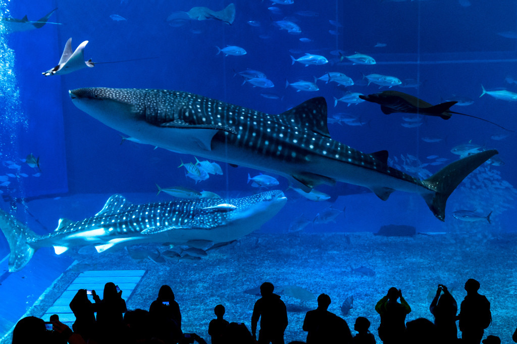 沖縄本島・北部エリア4063687