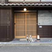 洛龍菴 西陣北はぎ あじさい(京都府 町家) / 3