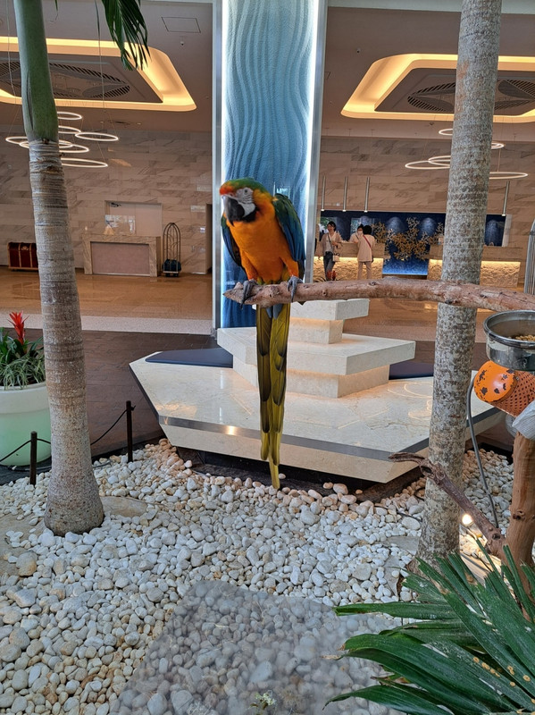 ロビーにいた鳥さん